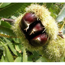 Каштан съедобный (посевной) 