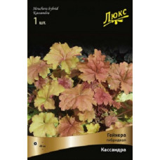 Гейхера Кассандра (гибридная)