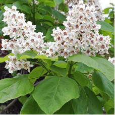 Катальпа бигнониевидная