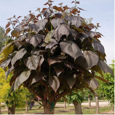 Катальпа бигнониевидная Пурпуреа