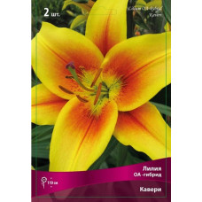 Лилия Кавери (ОА-гибрид)