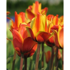 Тюльпан Кейп Код