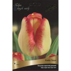 Тюльпан Кейп Таун