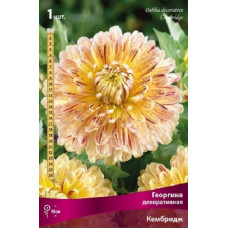 Георгина Кембридж (декоративная)