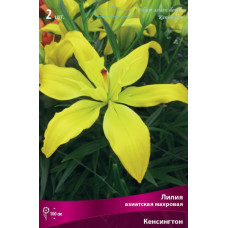Лилия Кенсингтон (азиатская махровая)