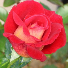 Роза флорибунда Кэп Хорн