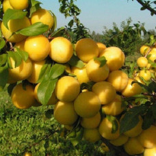 Абрикос Хабаровский