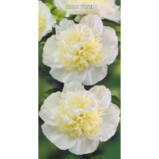 Пион травянистый Хани Голд