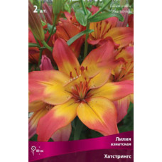 Лилия Хатстрингс  (азиатская)