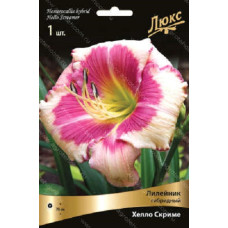 Лилейник гибридный Хелло Скриме