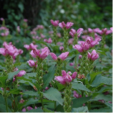 Хелоне косая