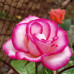 Роза плетистая Хэндель