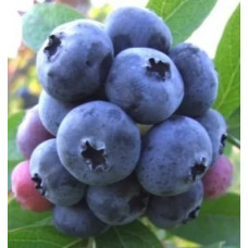 Голубика высокорослая Херберт