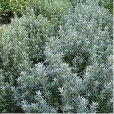 Облепиха Хикул