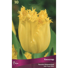 Тюльпан Хиллстар 
