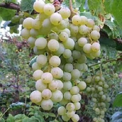 Виноград плодовый Химрод