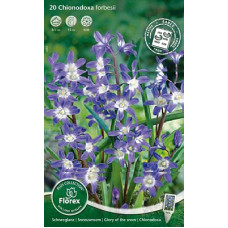 Хионодокса Люцилии