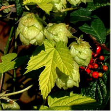 Хмель обыкновенный