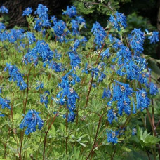 Хохлатка Блю Лайн