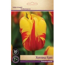 Тюльпан Холанд Куин (триумф)