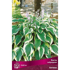 Хоста гибридная Антиох