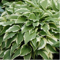 Хоста гибридная Моерхейм