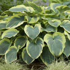 Хоста гибридная Америкэн Хело