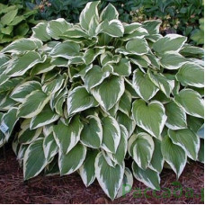 Хоста гибридная Антиох