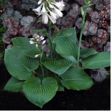 Хоста гибридная Блу Энжел