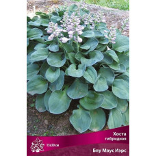 Хоста гибридная Блу Маус Иэрс