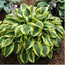Хоста гибридная Брим Кап