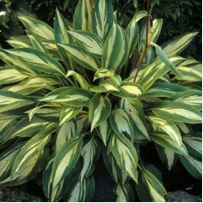 Хоста гибридная Черри Берри