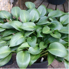 Хоста гибридная Дэвон Грин
