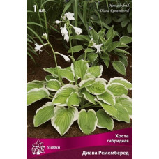 Хоста гибридная Диана Ремемберед