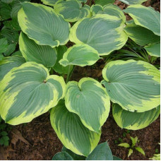 Хоста гибридная Эс Энджел