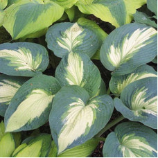 Хоста гибридная Эскимо Пай