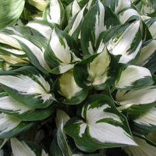 Хоста гибридная Файр энд Айс