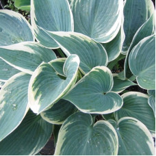 Хоста гибридная Фёст Фрост