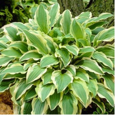 Хоста гибридная Граунд Мастер