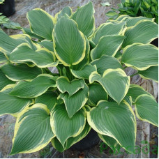 Хоста гибридная Йеллоу Ривер