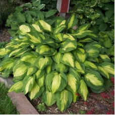 Хоста гибридная Капитан Кирк