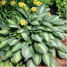 Хоста гибридная Киви Фулл Монти