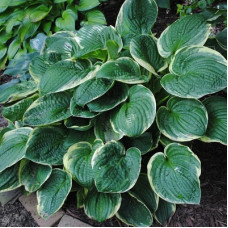 Хоста гибридная Кристмас Три