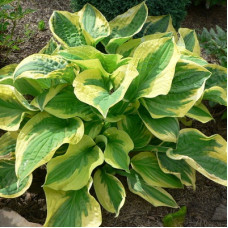 Хоста гибридная Мама Миа