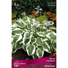 Хоста гибридная Минитмен