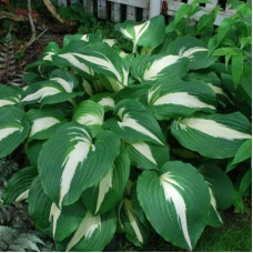 Хоста гибридная Найт Бифо Кристмас