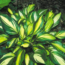 Хоста гибридная Рейнбоуз Энд