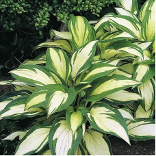 Хоста гибридная Реверсед