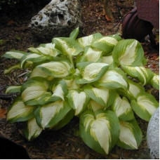 Хоста гибридная Саммер Мьюзик