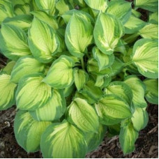 Хоста гибридная Шармон